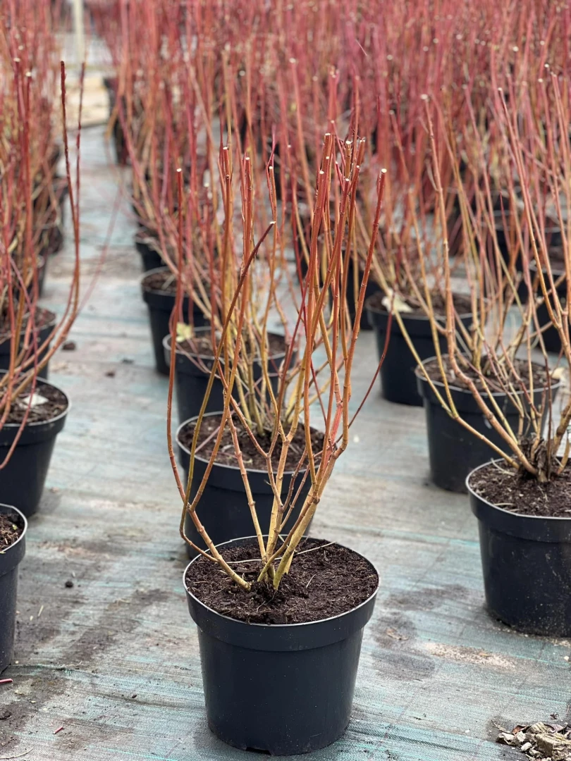 Cornus alba 'Elegantissima' (Dereń biały 'Elegantissima')