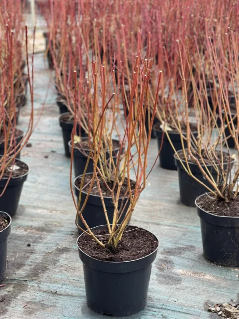 Cornus alba 'Elegantissima' (Dereń biały 'Elegantissima')