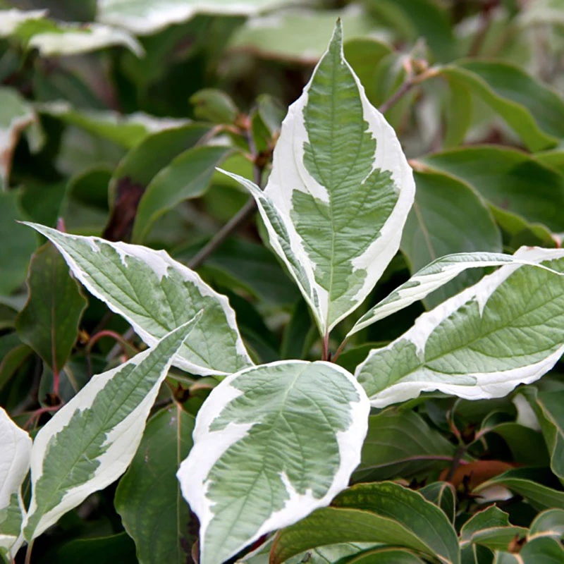 Cornus alba 'Elegantissima' (Dereń biały 'Elegantissima')
