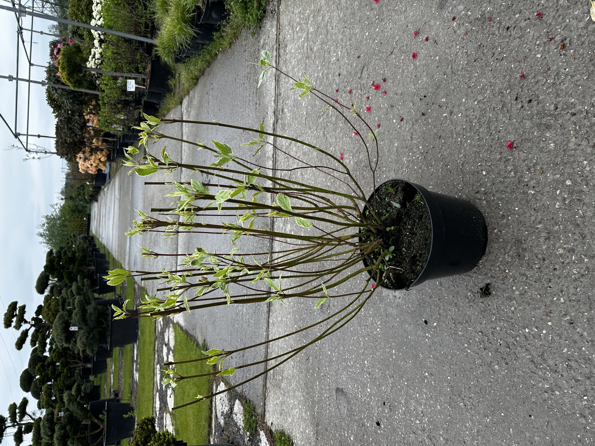 Cornus alba 'Elegantissima' (Dereń biały 'Elegantissima')