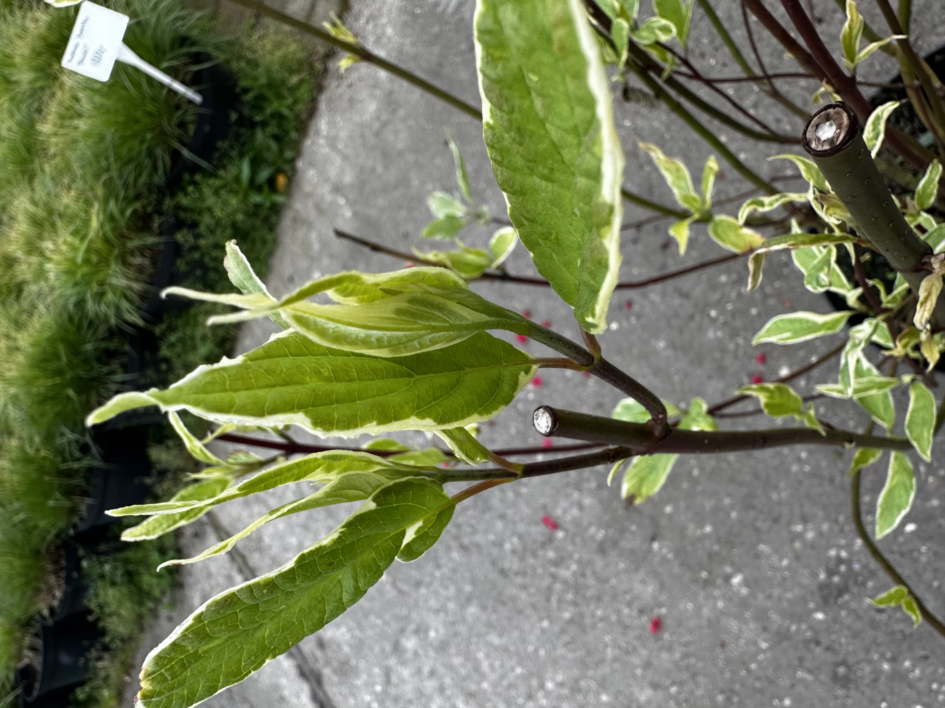 Cornus alba 'Elegantissima' (Dereń biały 'Elegantissima')