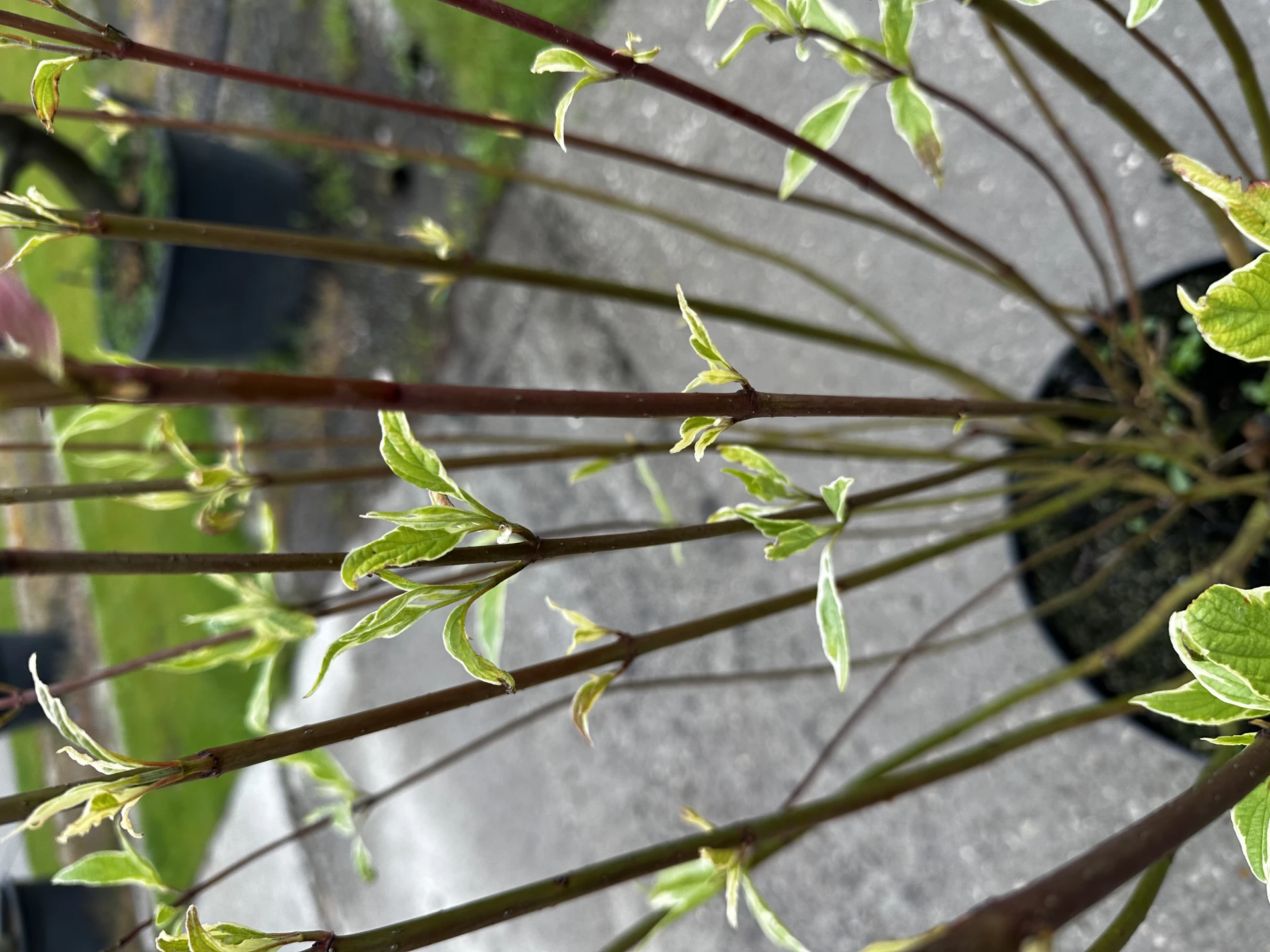 Cornus alba 'Elegantissima' (Dereń biały 'Elegantissima')