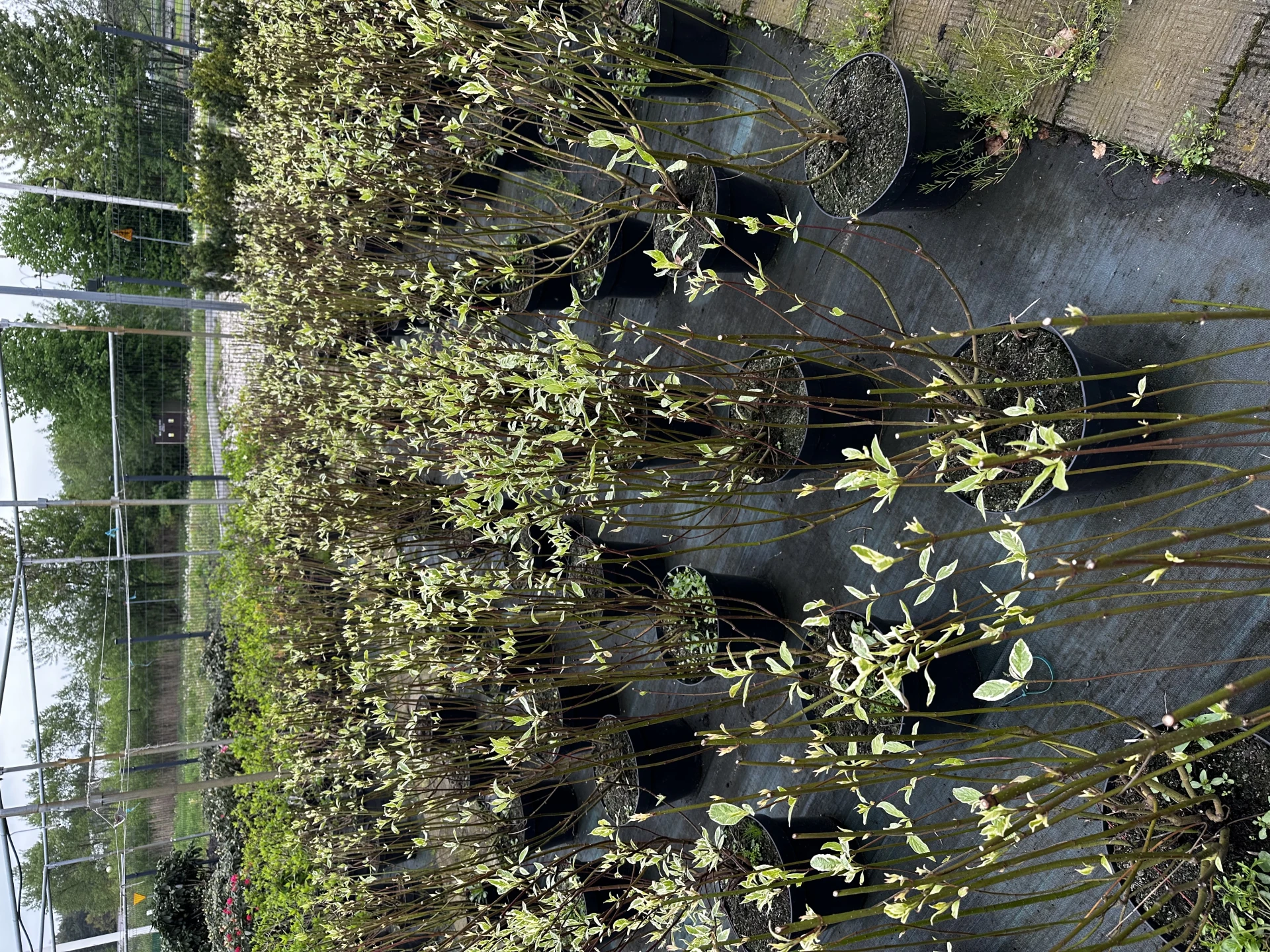 Cornus alba 'Elegantissima' (Dereń biały 'Elegantissima')
