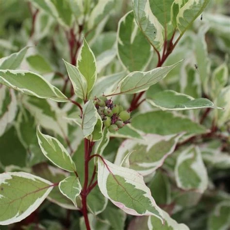 Cornus alba 'Elegantissima' (Dereń biały 'Elegantissima')