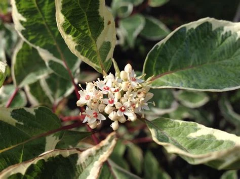 Cornus alba 'Elegantissima' (Dereń biały 'Elegantissima')