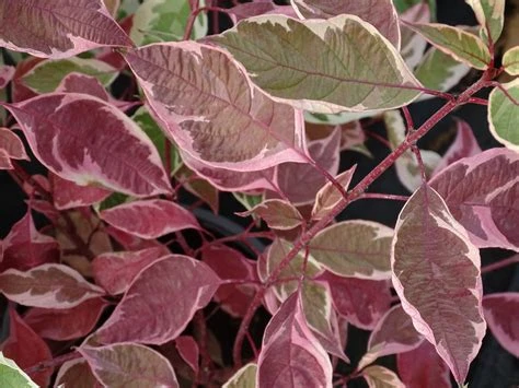 Cornus alba 'Elegantissima' (Dereń biały 'Elegantissima')