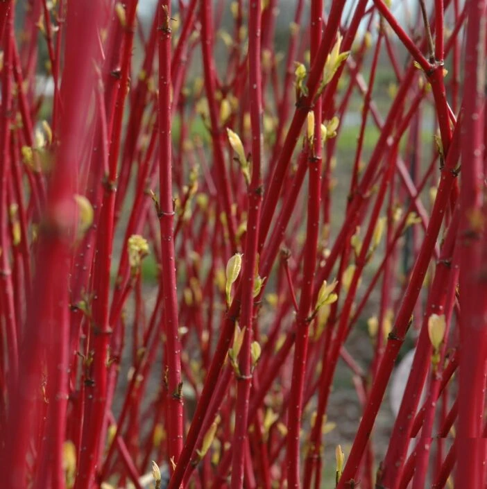 Cornus alba 'Elegantissima' (Dereń biały 'Elegantissima')