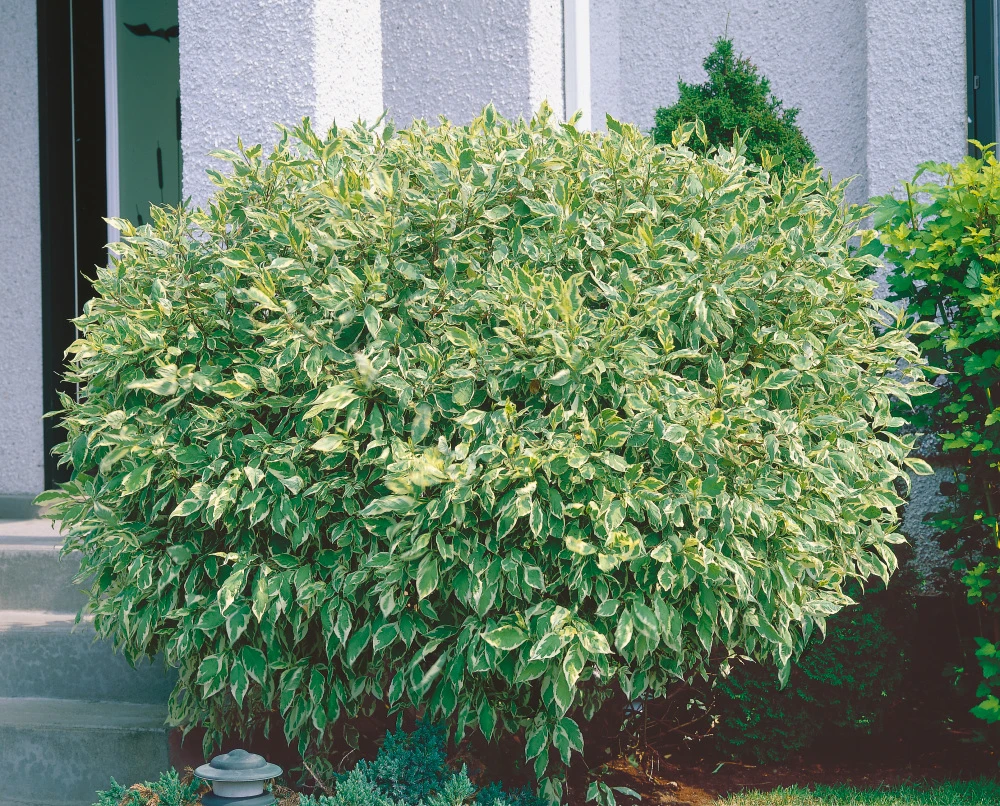 Cornus alba 'Elegantissima' (Dereń biały 'Elegantissima')