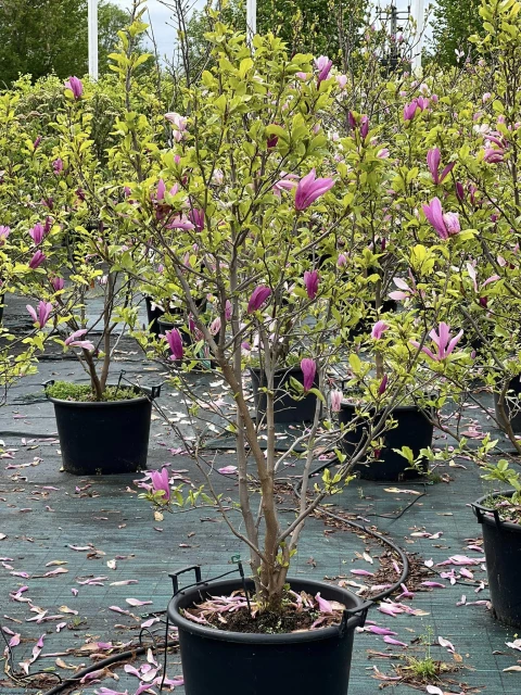 Magnolia 'Susan'