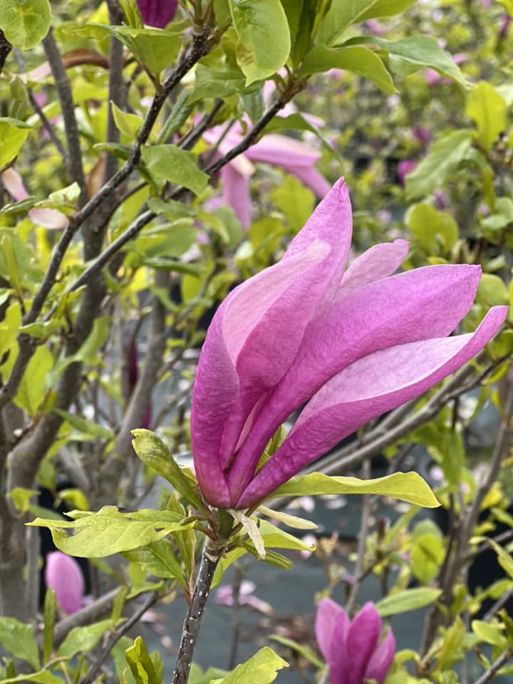 Magnolia 'Susan'