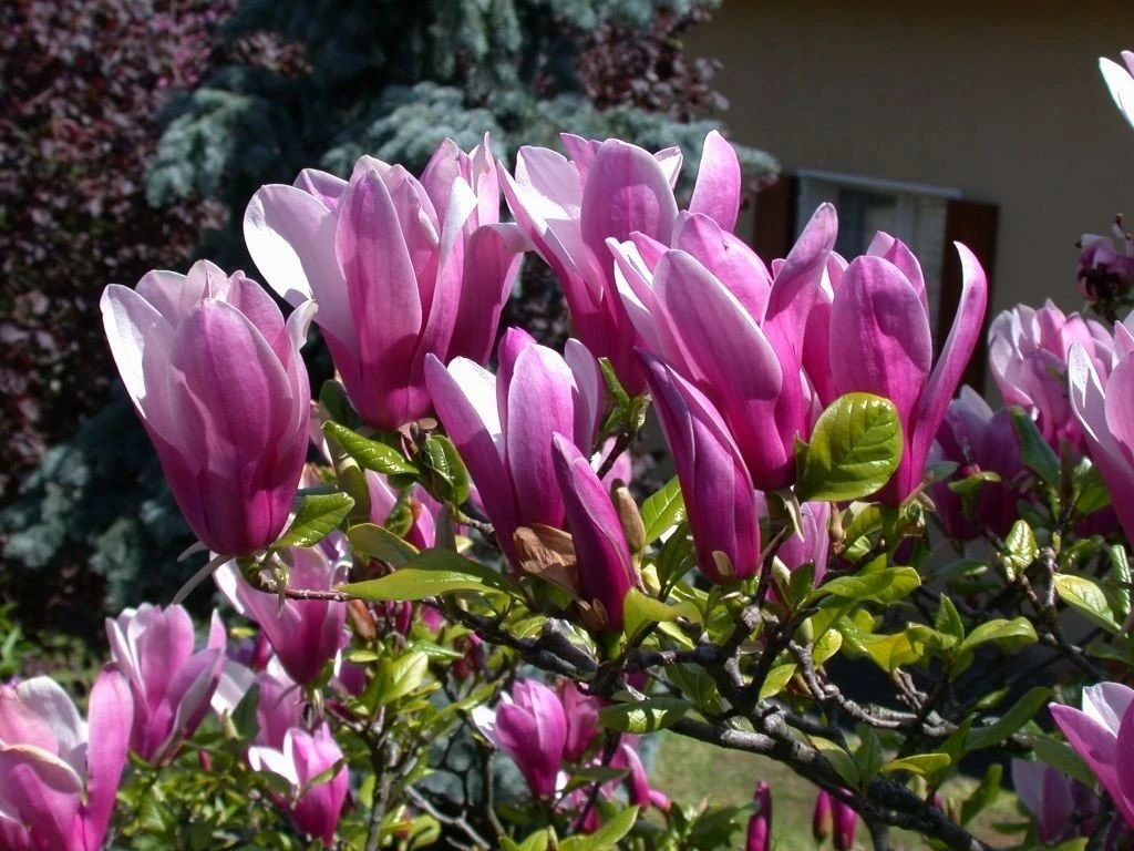 Magnolia 'Susan'