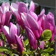 Magnolia 'Susan'