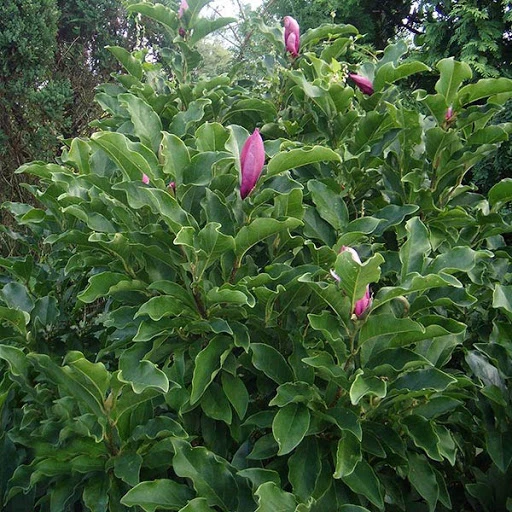 Magnolia 'Susan'