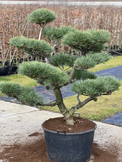 Pinus strobus 'Radiata' (Sosna wejmutka 'Radiata')
