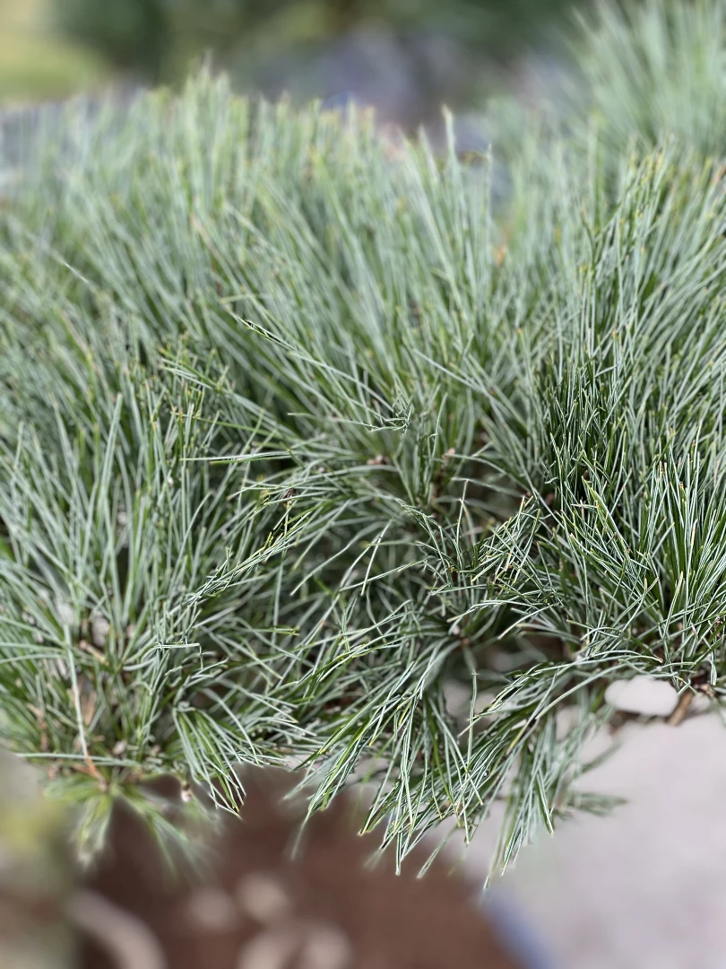 Pinus strobus 'Radiata' (Sosna wejmutka 'Radiata')