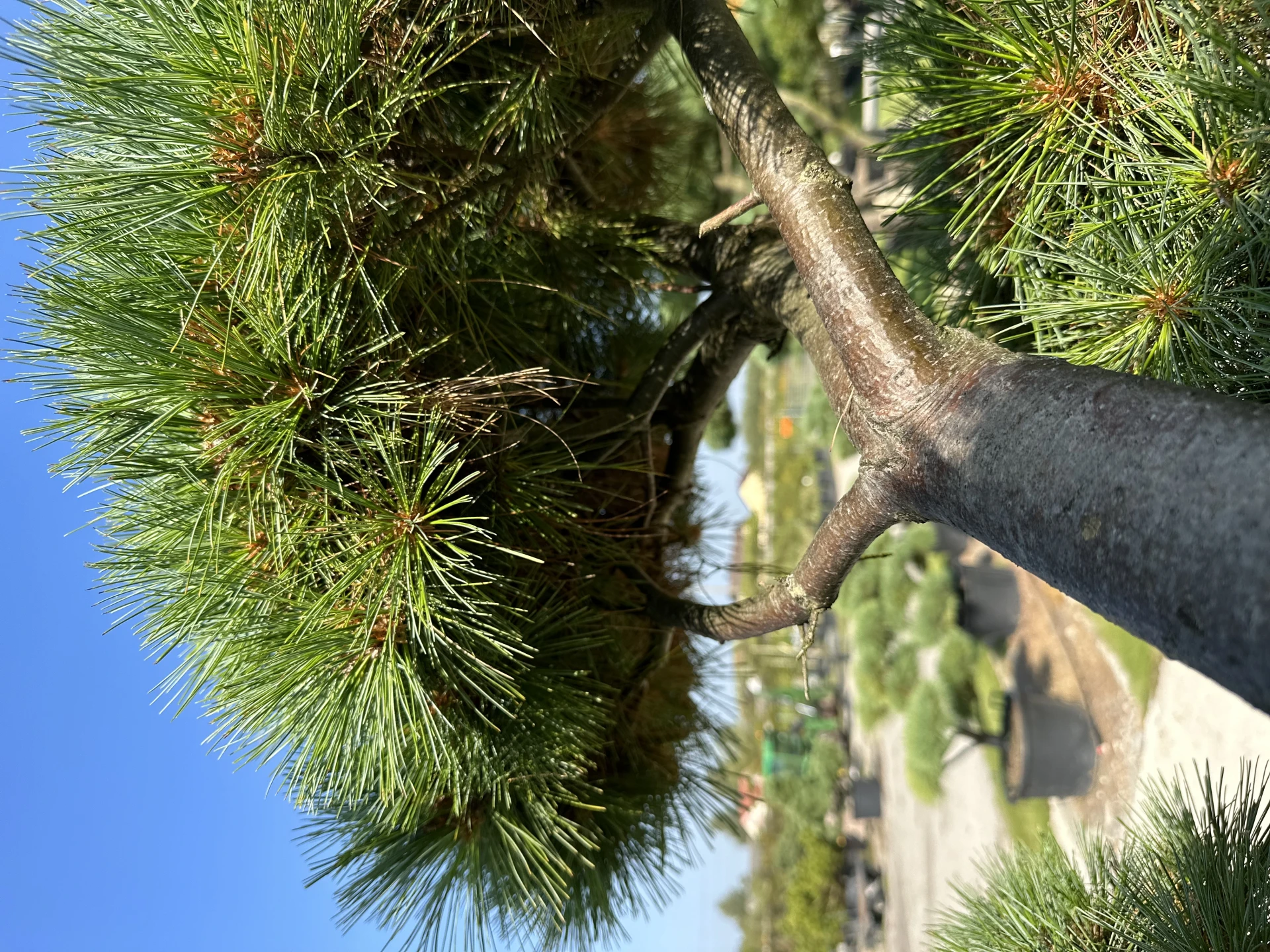 Pinus strobus 'Radiata' (Sosna wejmutka 'Radiata')