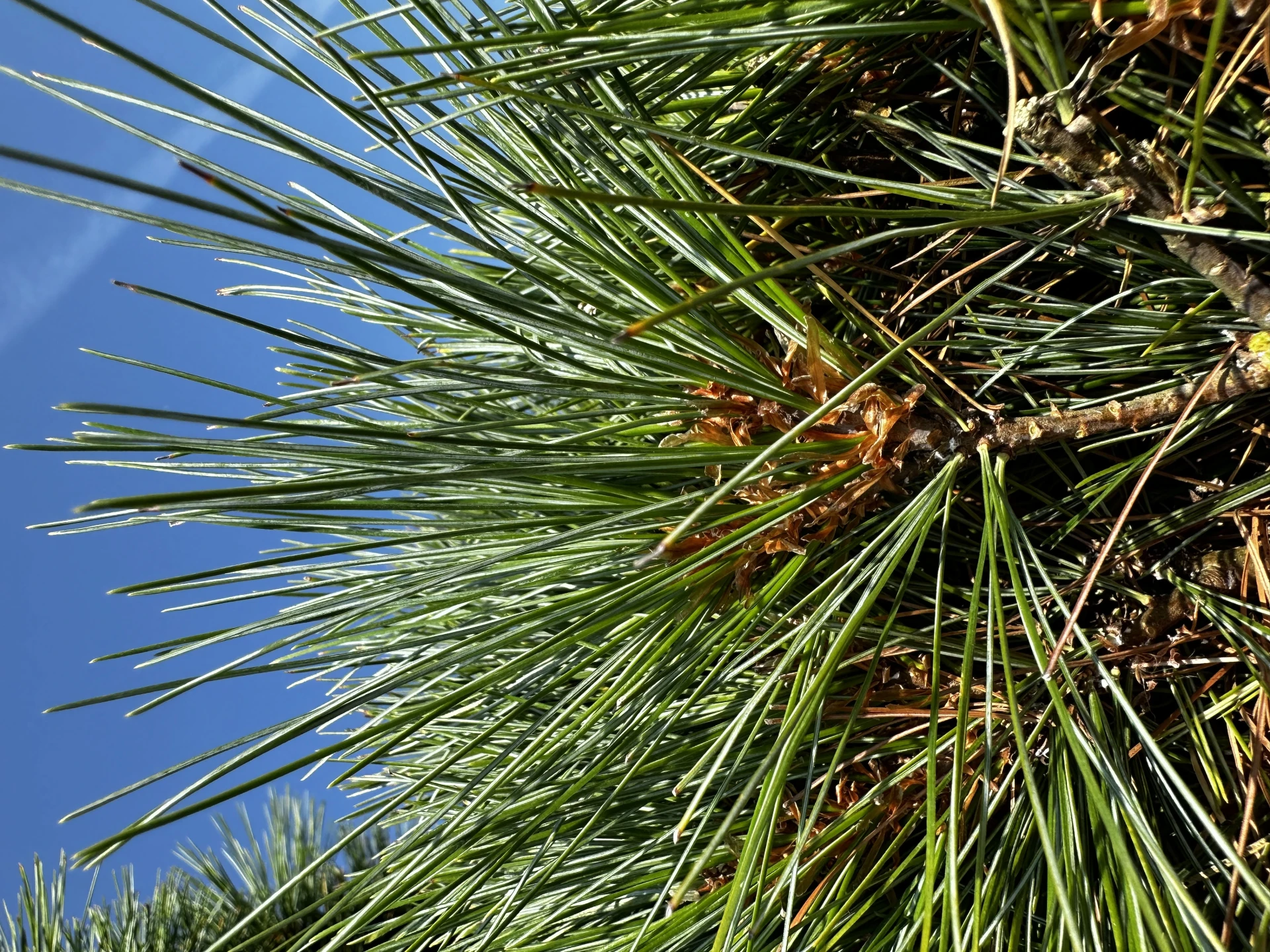 Pinus strobus 'Radiata' (Sosna wejmutka 'Radiata')
