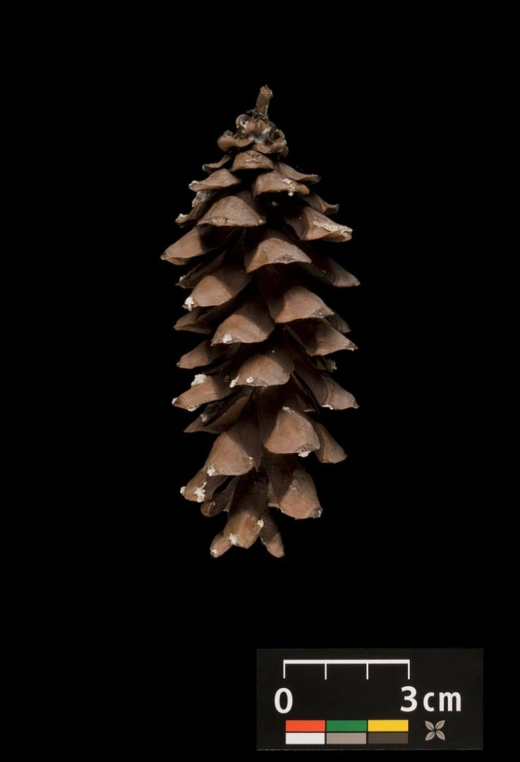 Pinus strobus 'Radiata' (Sosna wejmutka 'Radiata')