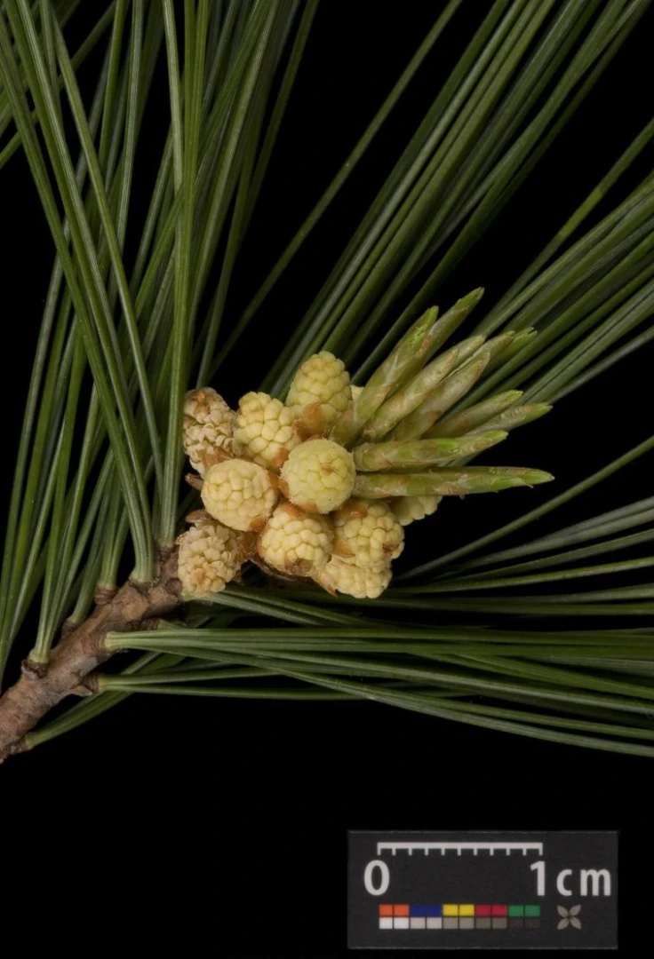 Pinus strobus 'Radiata' (Sosna wejmutka 'Radiata')