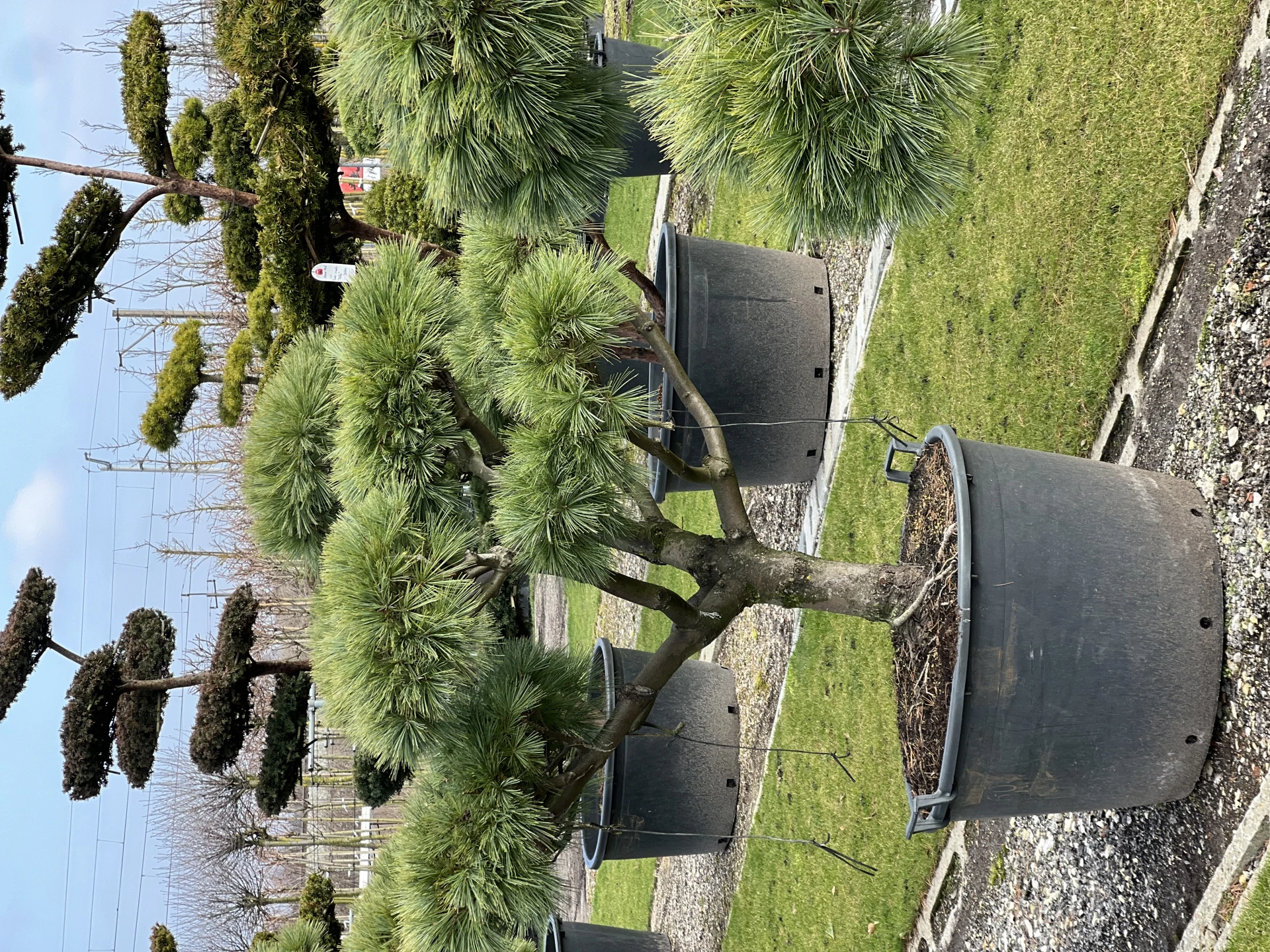 Pinus strobus 'Radiata' (Sosna wejmutka 'Radiata')