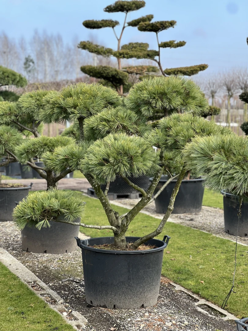 Pinus strobus 'Radiata' (Sosna wejmutka 'Radiata')