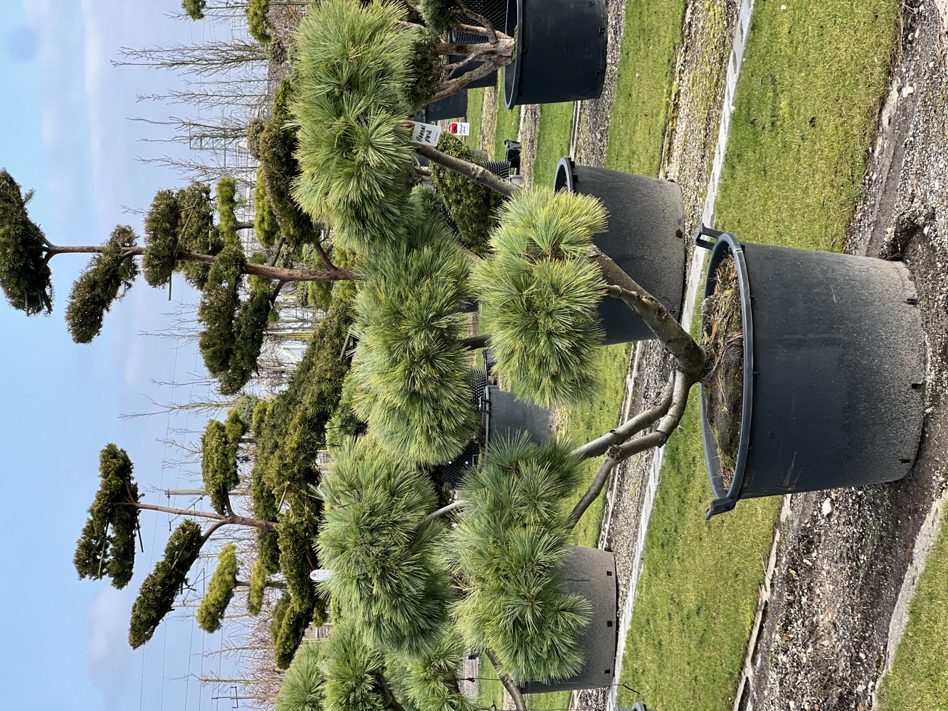Pinus strobus 'Radiata' (Sosna wejmutka 'Radiata')
