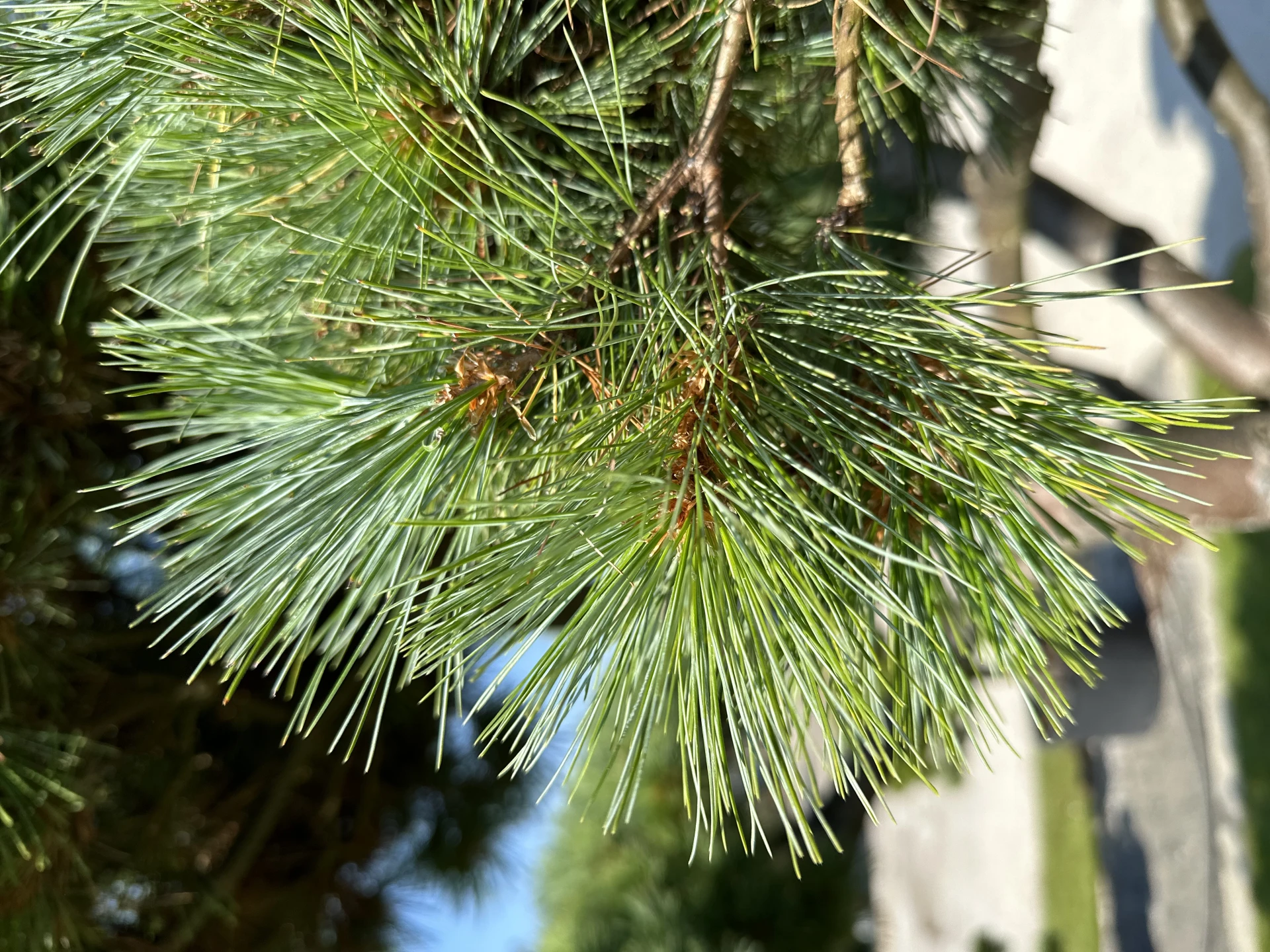 Pinus strobus 'Radiata' (Sosna wejmutka 'Radiata')