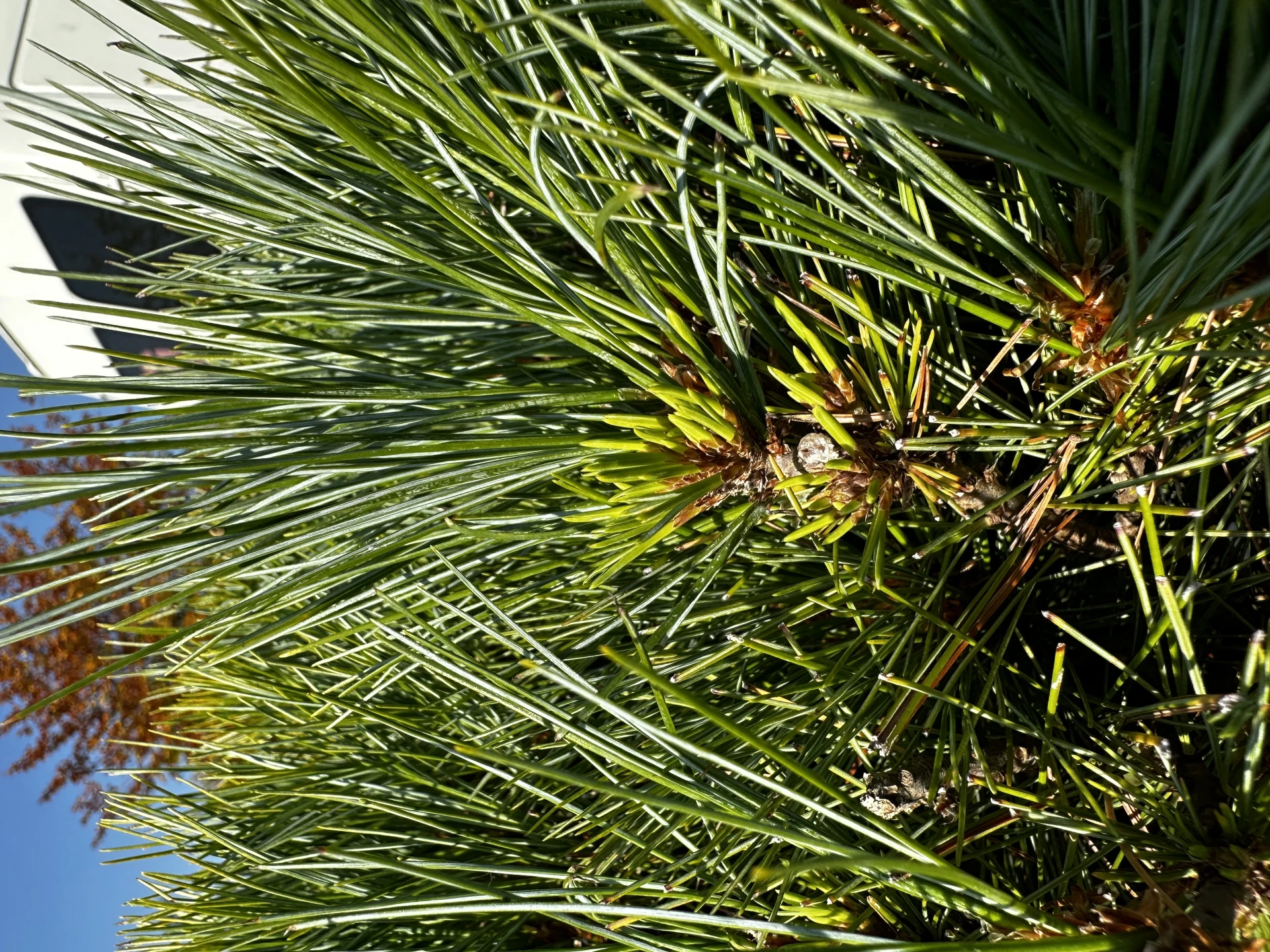 Pinus strobus 'Radiata' (Sosna wejmutka 'Radiata')