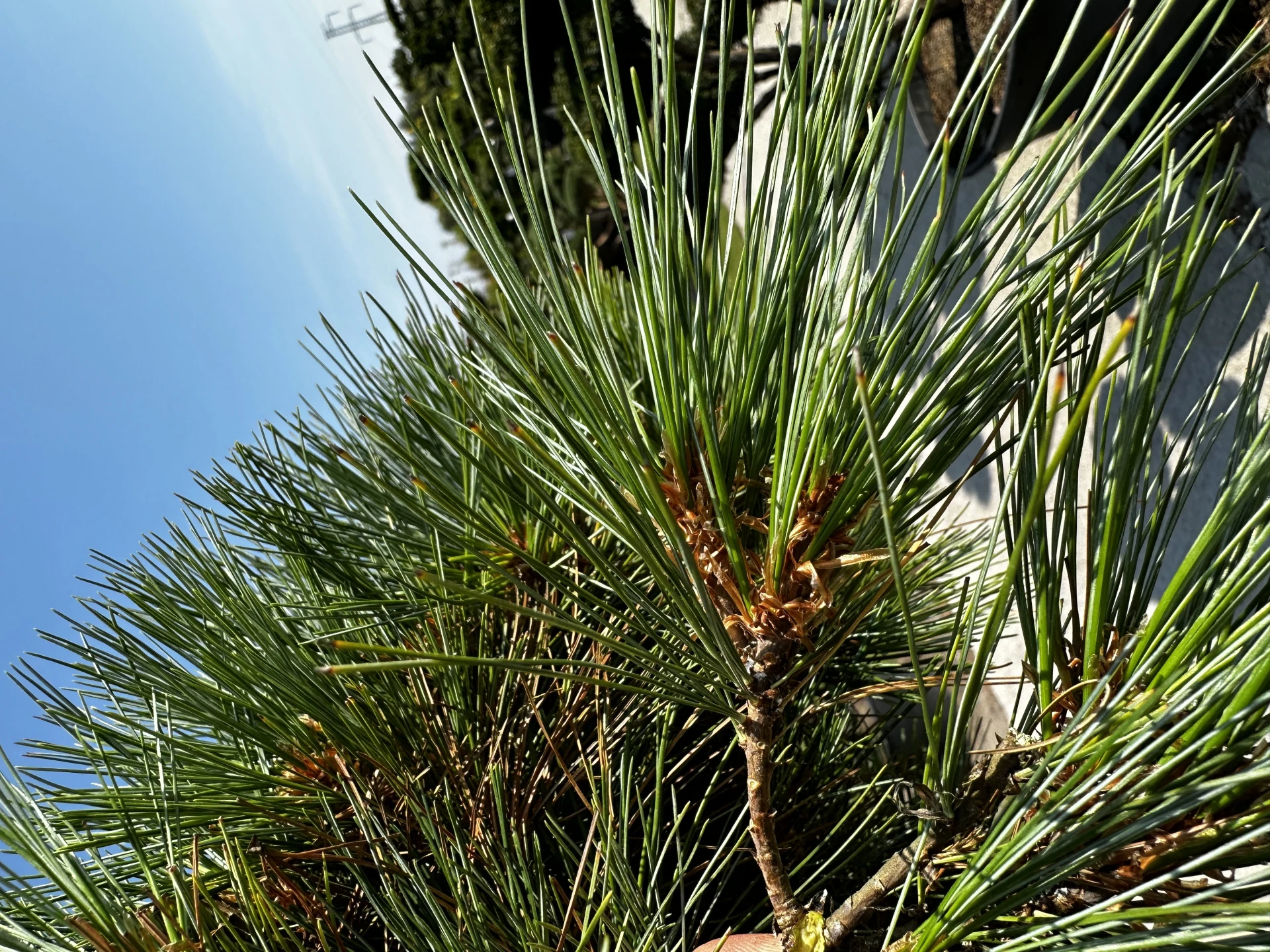 Pinus strobus 'Radiata' (Sosna wejmutka 'Radiata')