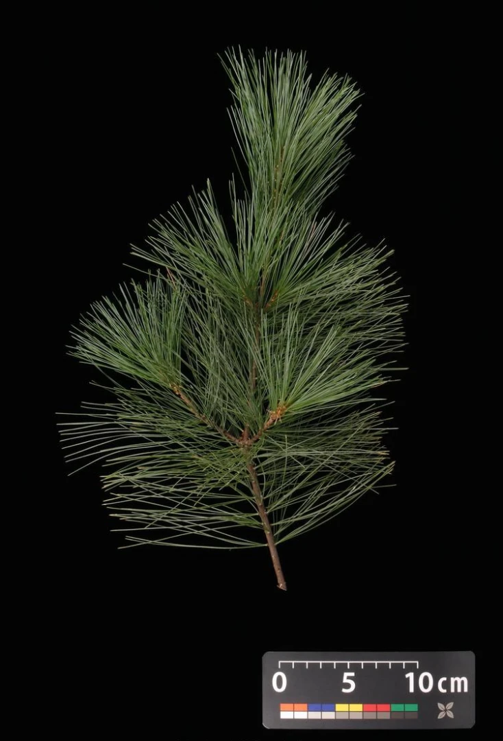 Pinus strobus 'Radiata' (Sosna wejmutka 'Radiata')