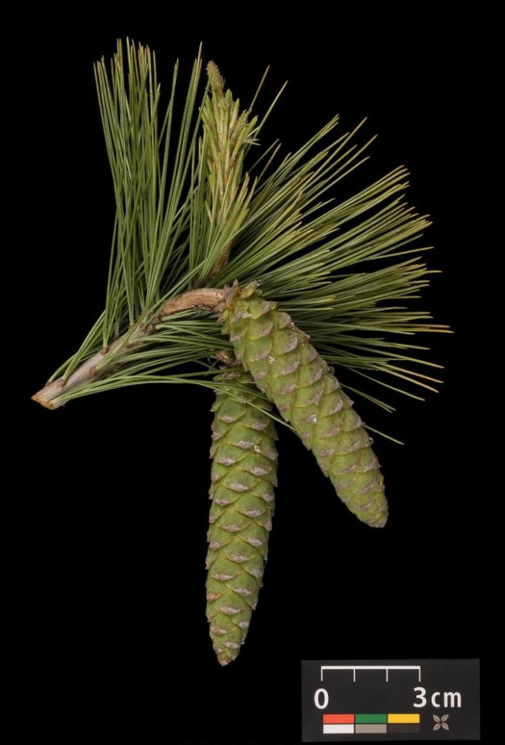 Pinus strobus 'Radiata' (Sosna wejmutka 'Radiata')