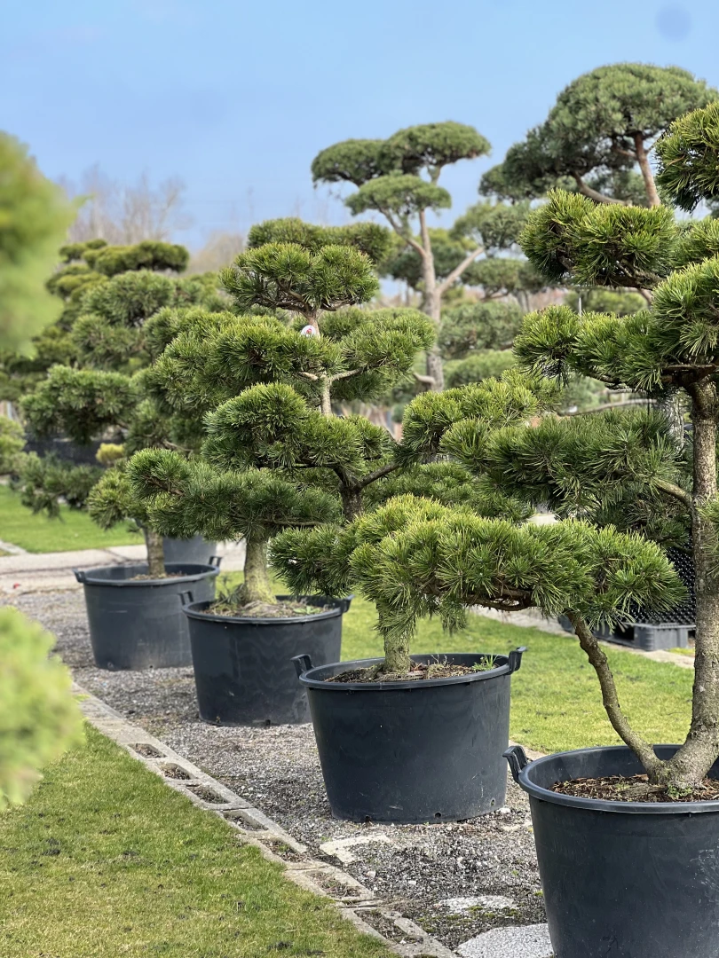 Pinus mugo 'Gnom' (Sosna górska 'Gnom')