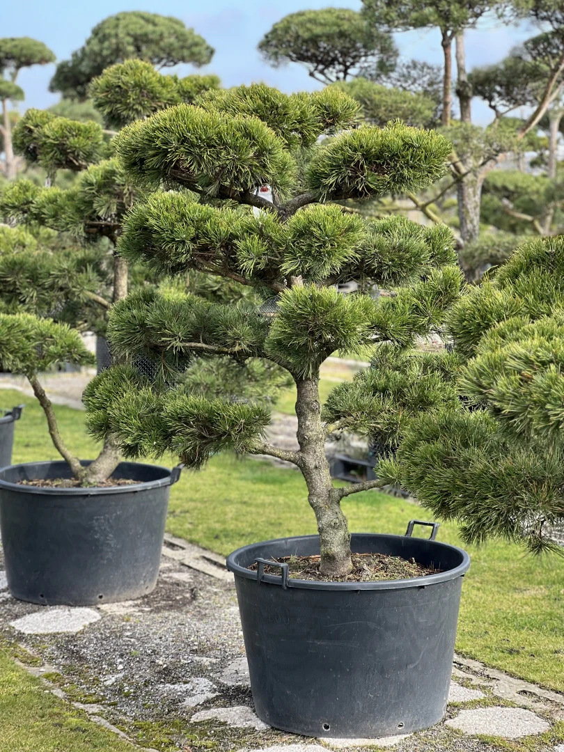 Pinus mugo 'Gnom' (Sosna górska 'Gnom')