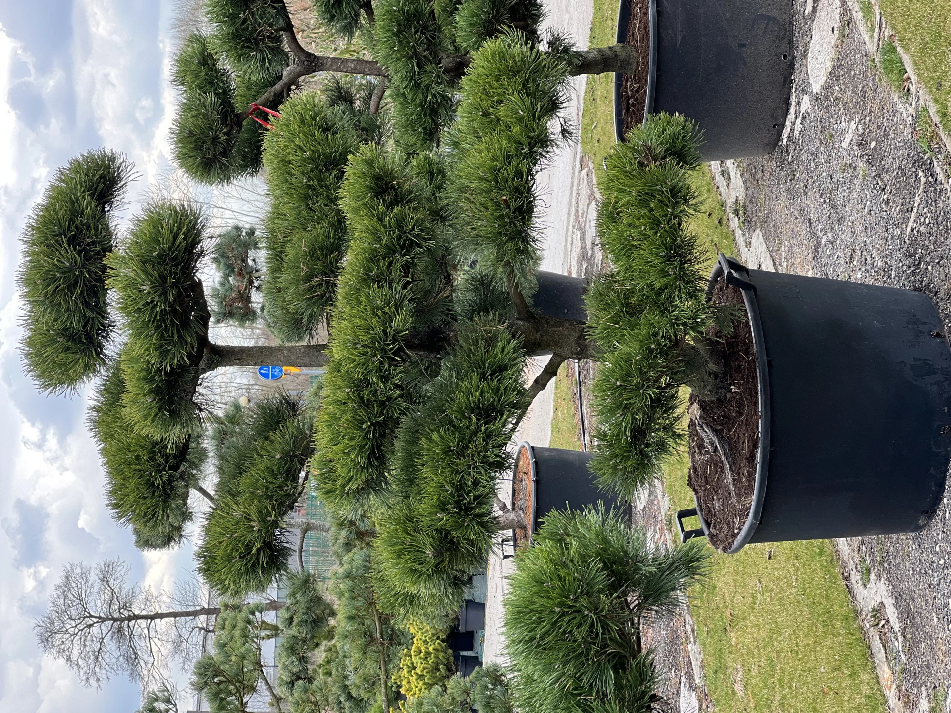 Pinus mugo 'Gnom' (Sosna górska 'Gnom')