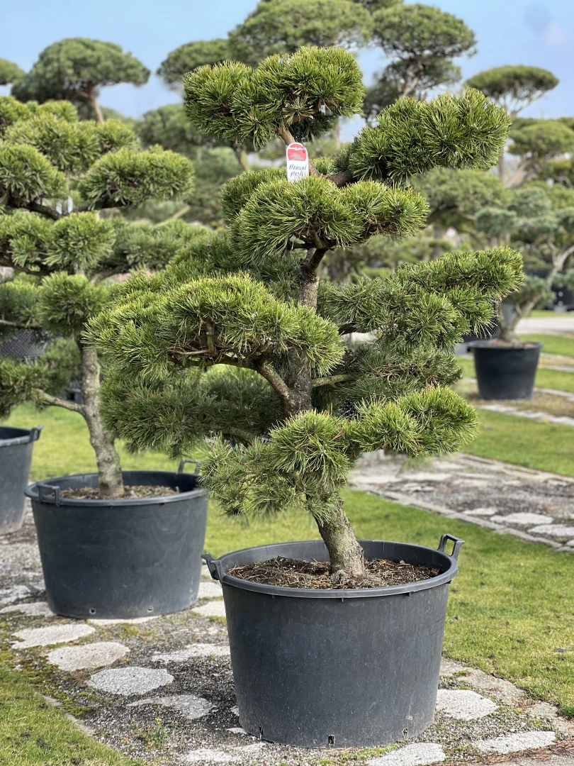 Pinus mugo 'Gnom' (Sosna górska 'Gnom')