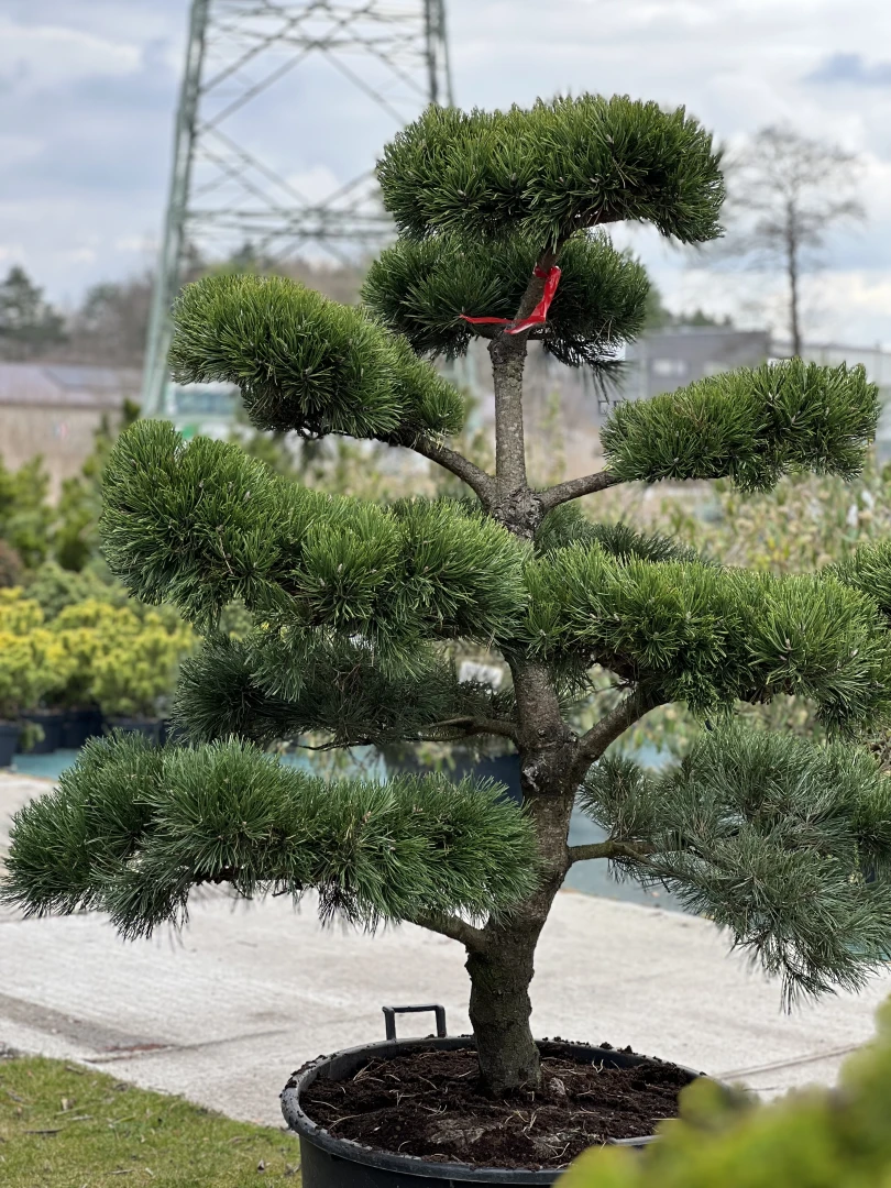 Pinus mugo 'Gnom' (Sosna górska 'Gnom')