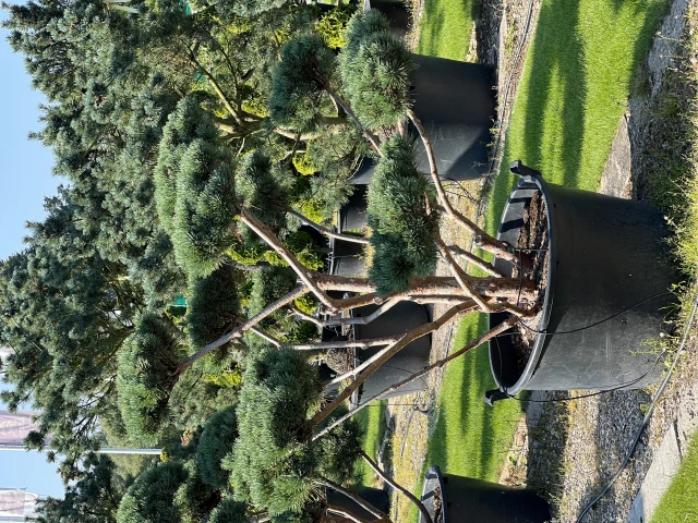 Pinus sylvestris 'Watereri' (Sosna pospolita 'Watereri')