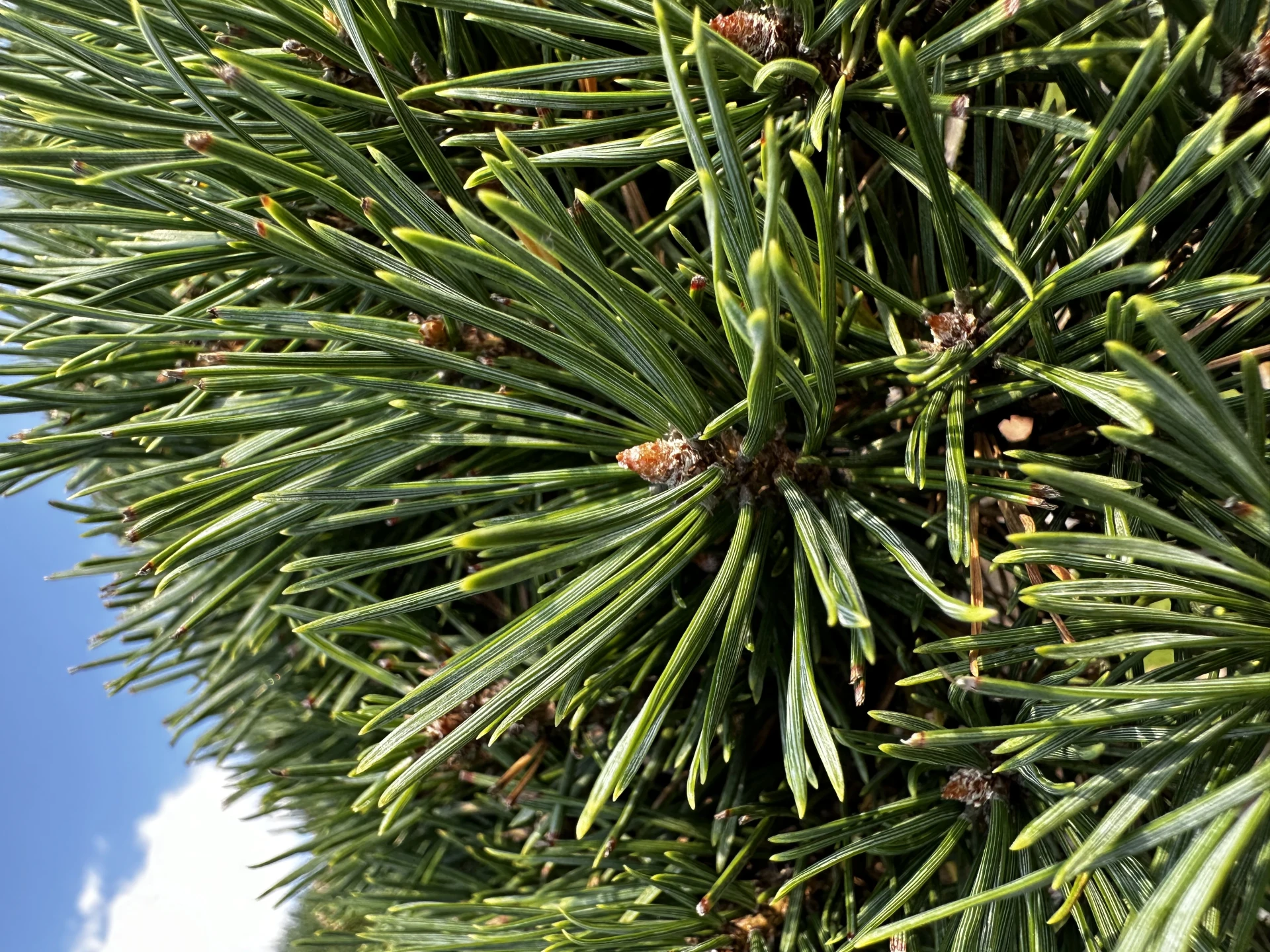 Pinus sylvestris 'Watereri' (Sosna pospolita 'Watereri')