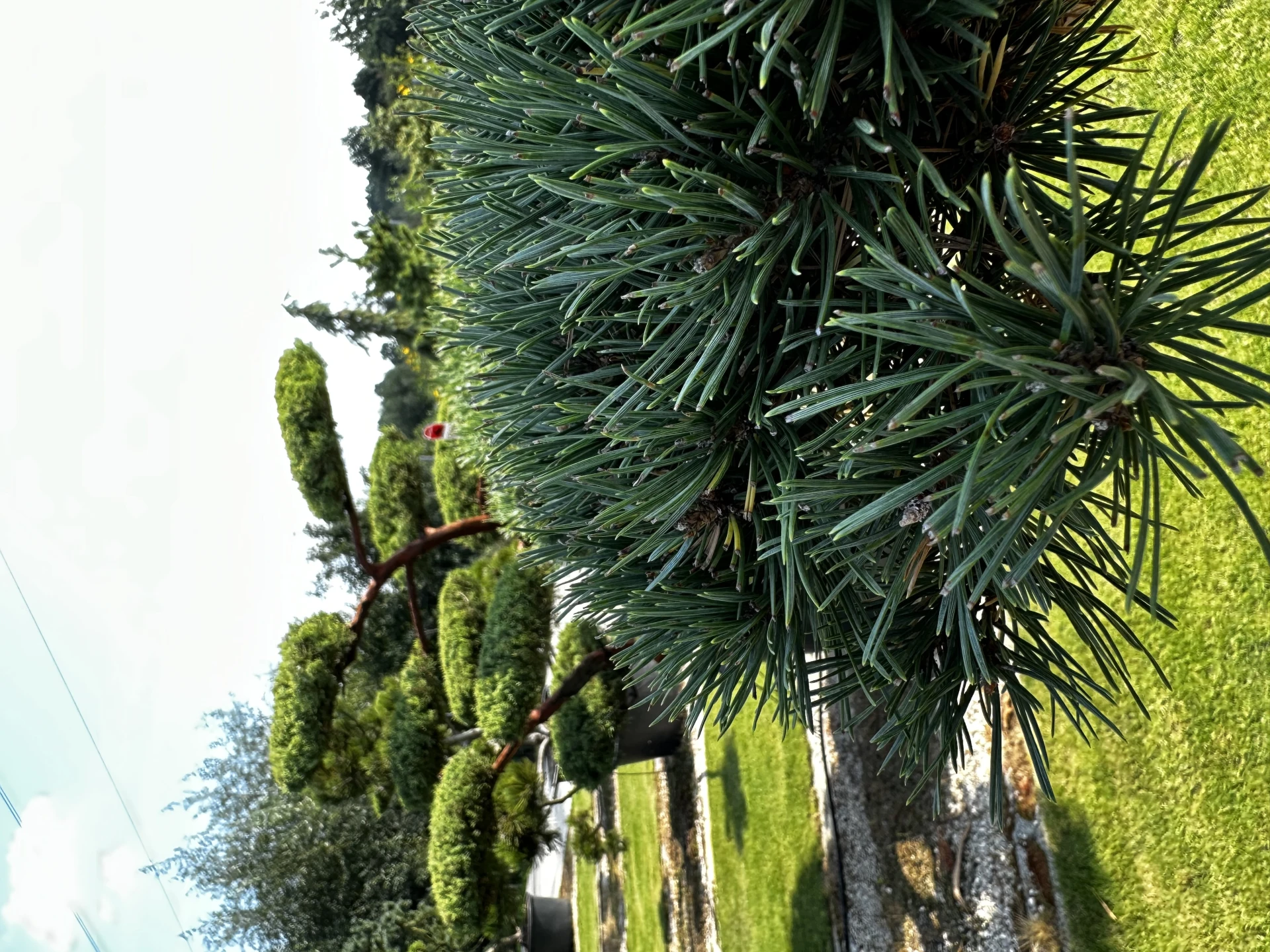 Pinus sylvestris 'Watereri' (Sosna pospolita 'Watereri')