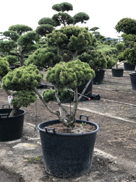 Pinus mugo 'Mops' (Sosna górska 'Mops') Wzór