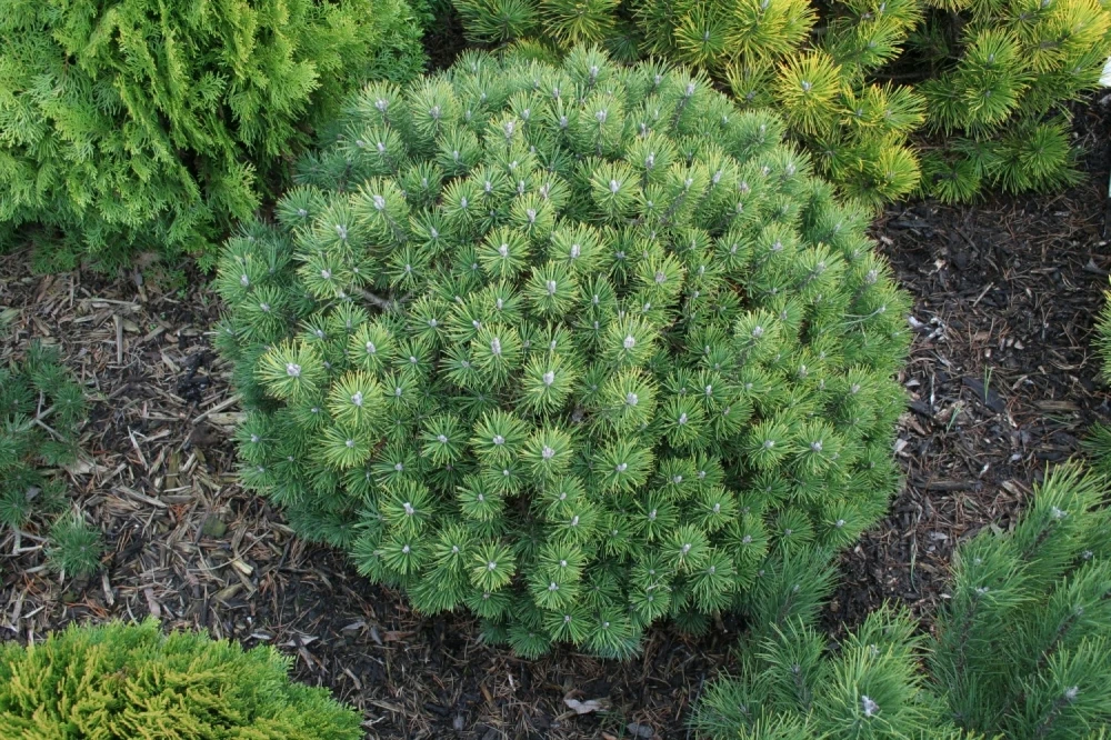 Pinus mugo 'Mops' (Sosna górska 'Mops') Wzór
