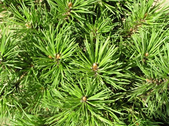 Pinus mugo 'Mops' (Sosna górska 'Mops') Wzór