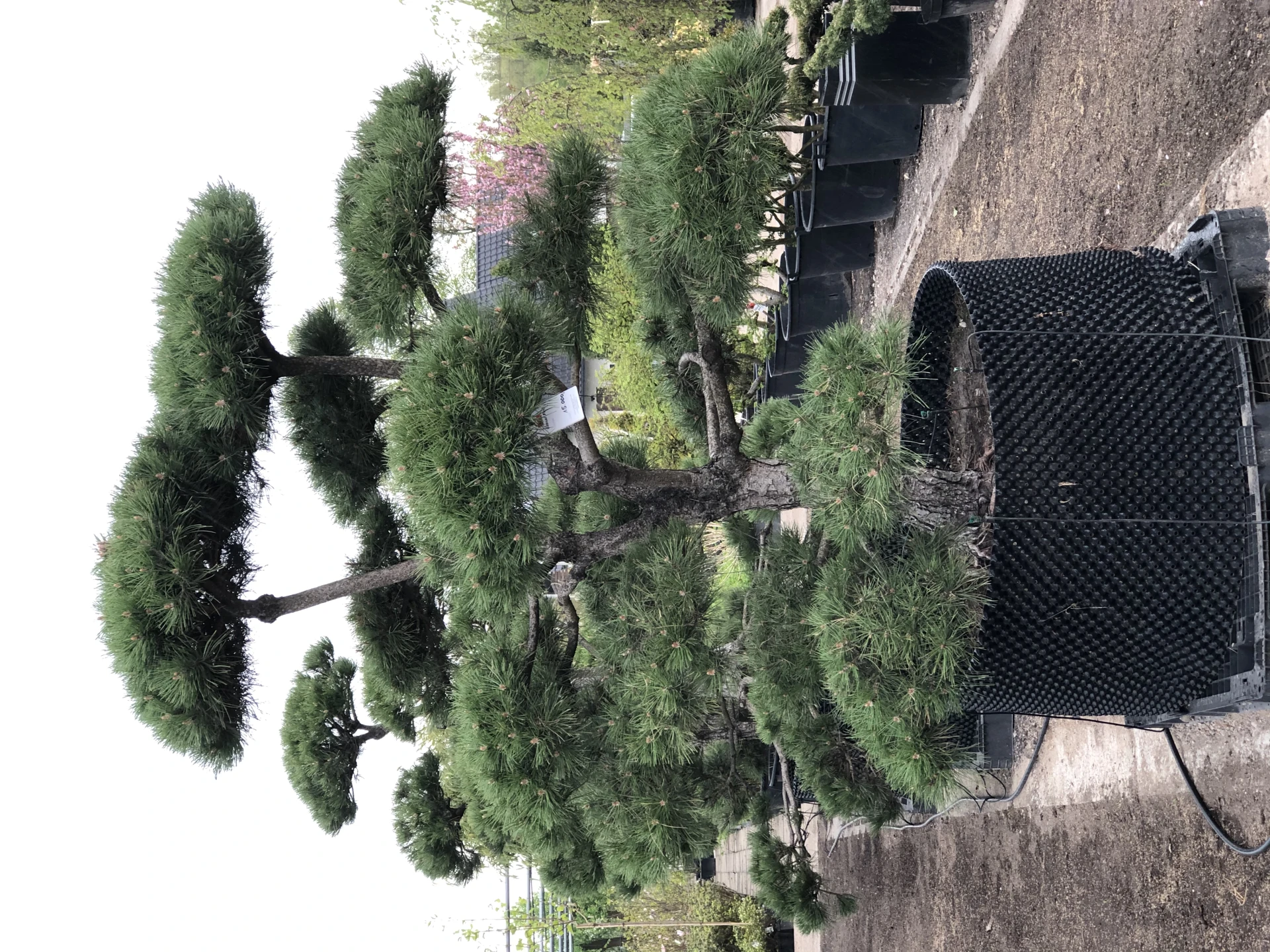 Pinus nigra 'Nana' (Sosna Czarna 'Nana')