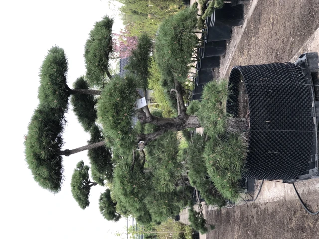 Pinus nigra 'Nana' (Sosna Czarna 'Nana')