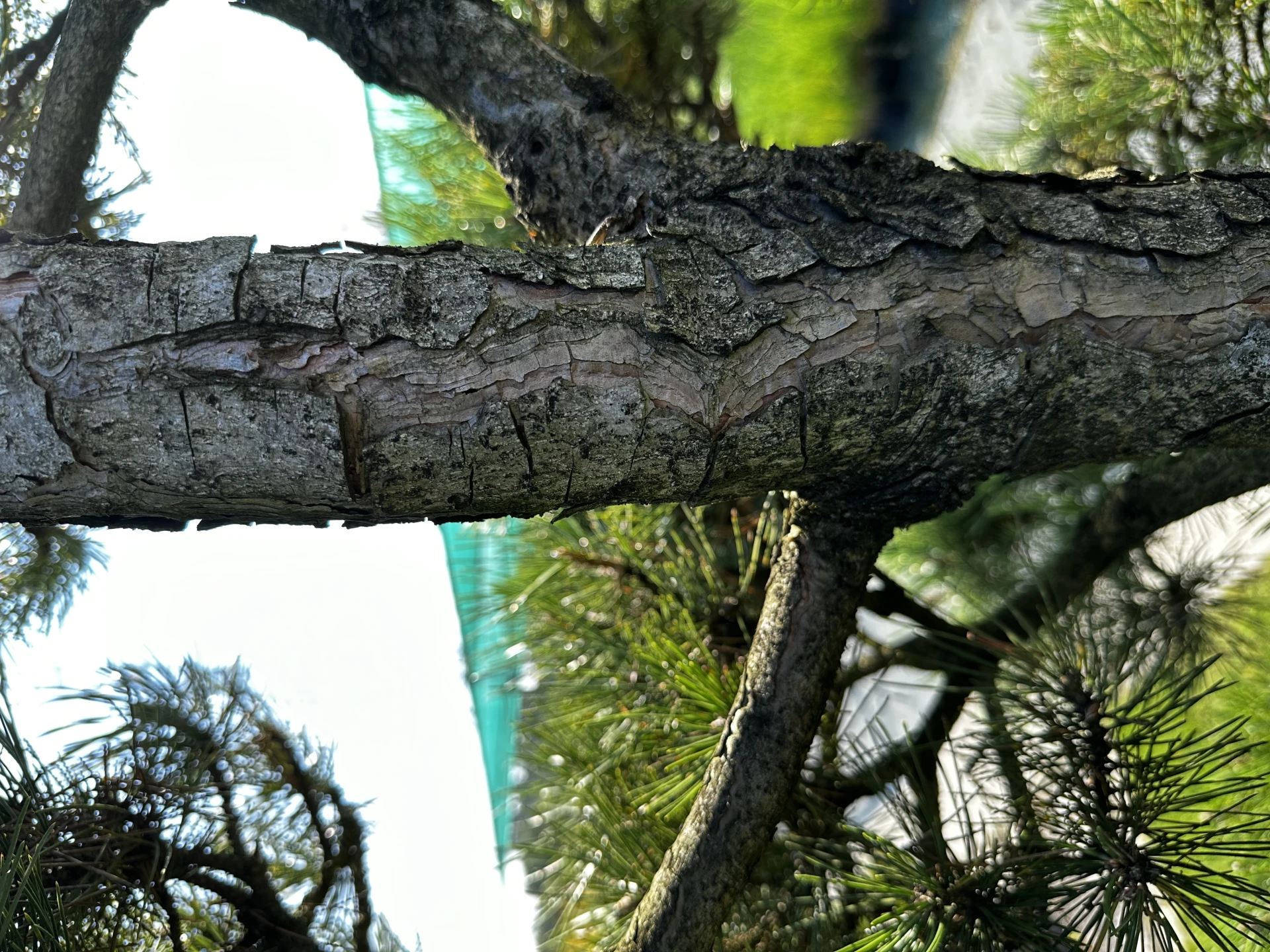 Pinus nigra 'Nana' (Sosna Czarna 'Nana')