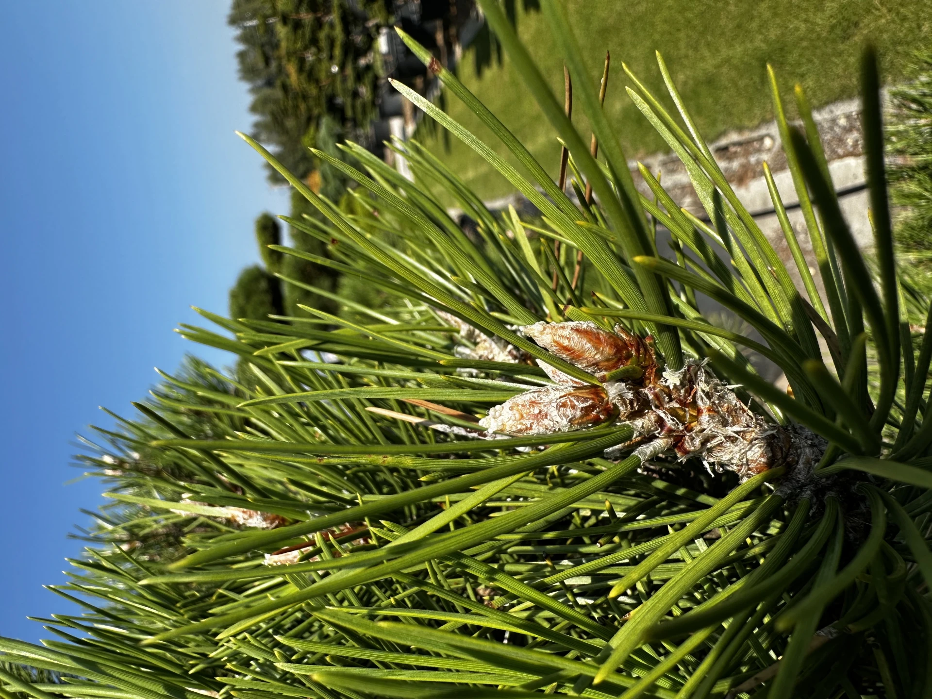 Pinus nigra 'Nana' (Sosna Czarna 'Nana')