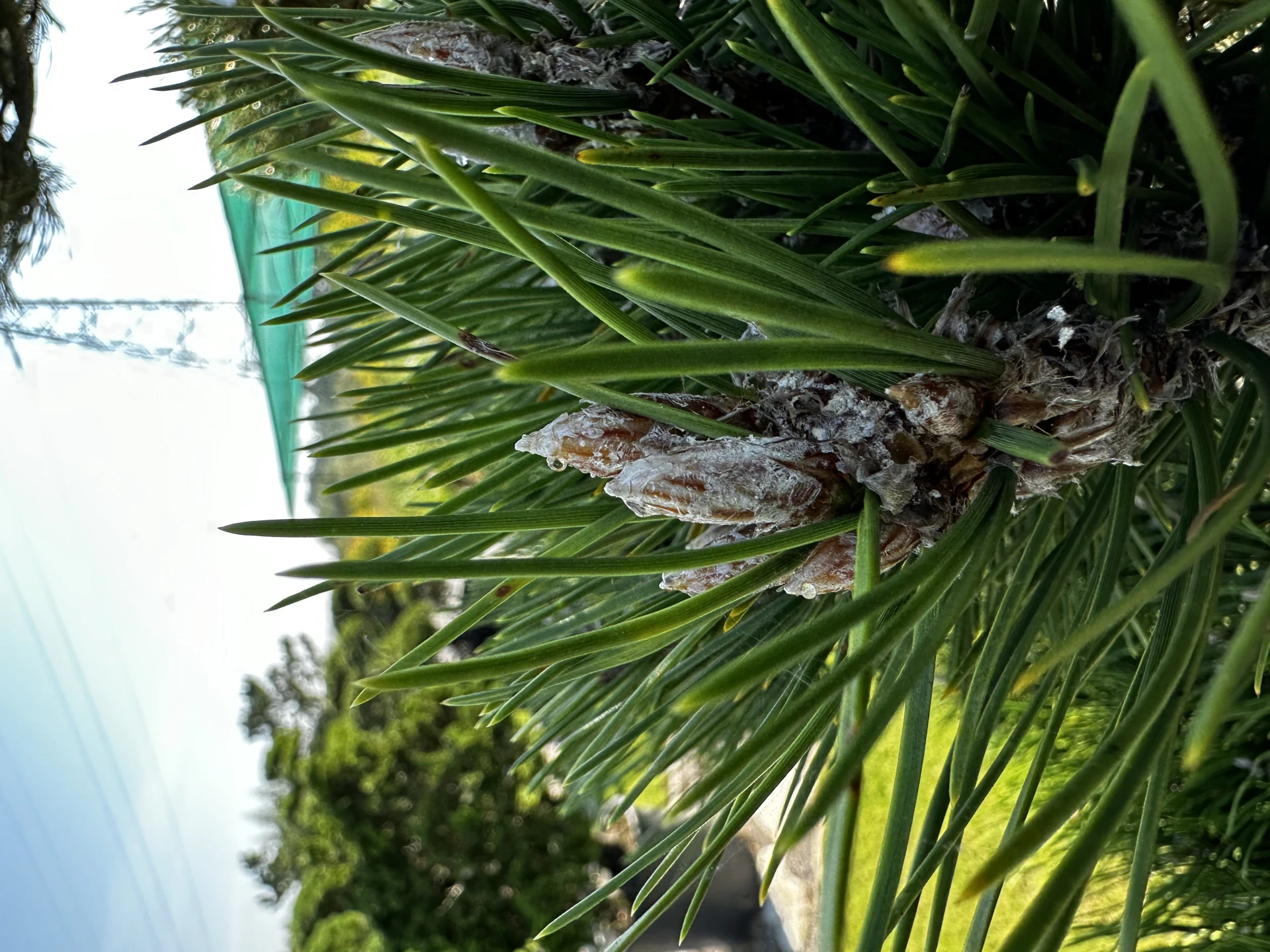 Pinus nigra 'Nana' (Sosna Czarna 'Nana')