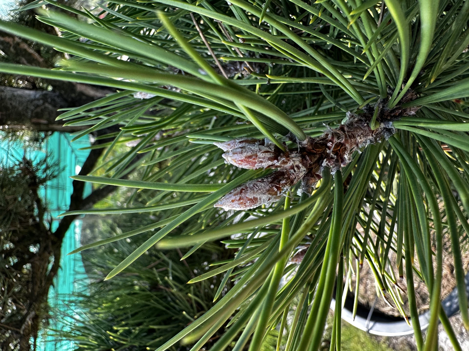 Pinus nigra 'Nana' (Sosna Czarna 'Nana')