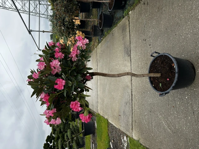 Rhododendron 'Polaris' (Różanecznik wielkokwiatowy 'Polaris')