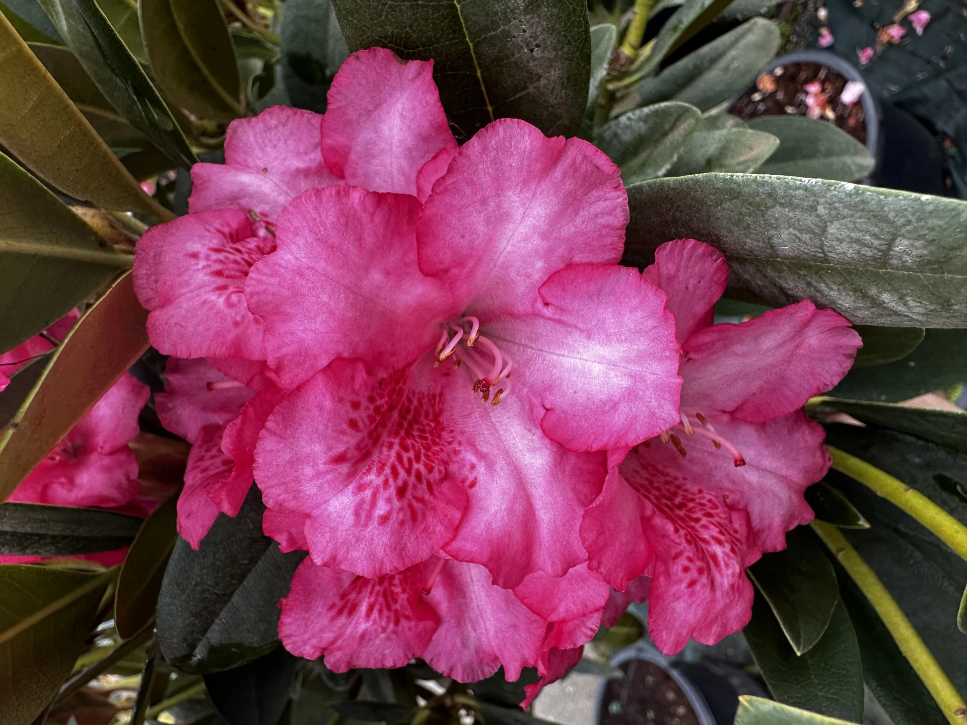 Rhododendron 'Polaris' (Różanecznik wielkokwiatowy 'Polaris')